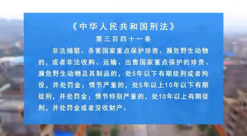 动物视界下载，开启全新动物世界探索之旅