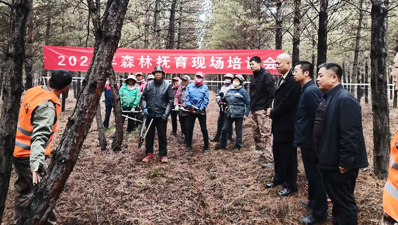 丰林林场绿色发展新篇章，探索与实践最新项目